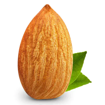 عکس استوک مغز بادام با برگ سبز