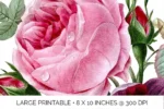 دسته گل رز بدون بک گراند - 19